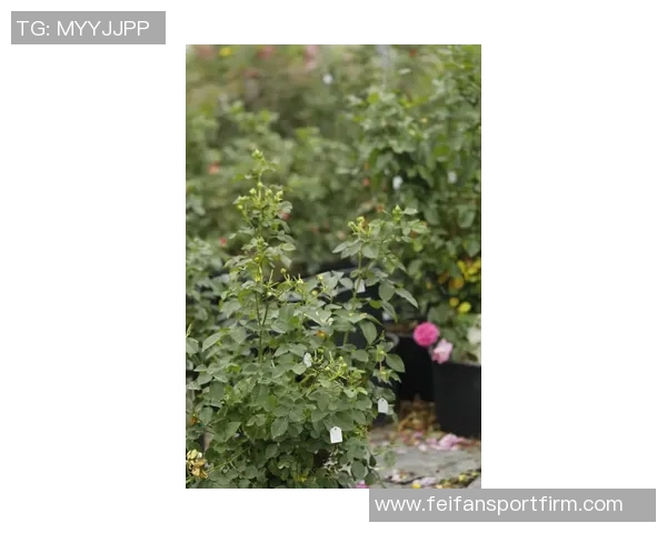 莱万未来悬念持续2026年将做出重要决定不在迈阿密国际引援名单中